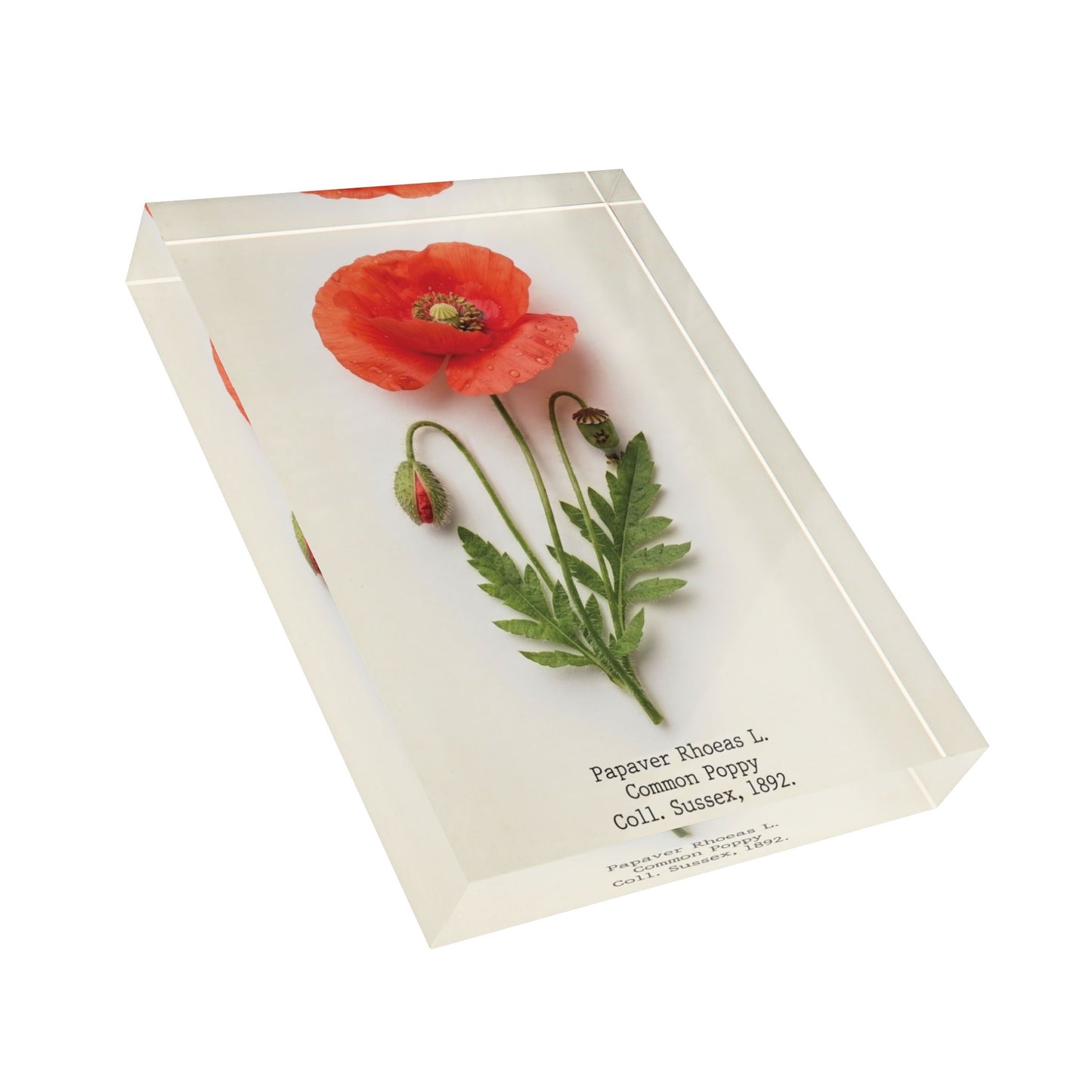 Vintage Red Poppy Illustration Acrylic Photo Block | Botanical Art