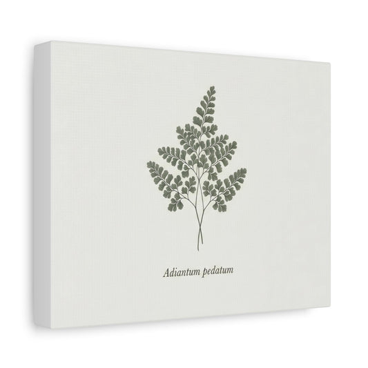Adiantum pedatum botanical print Canvas