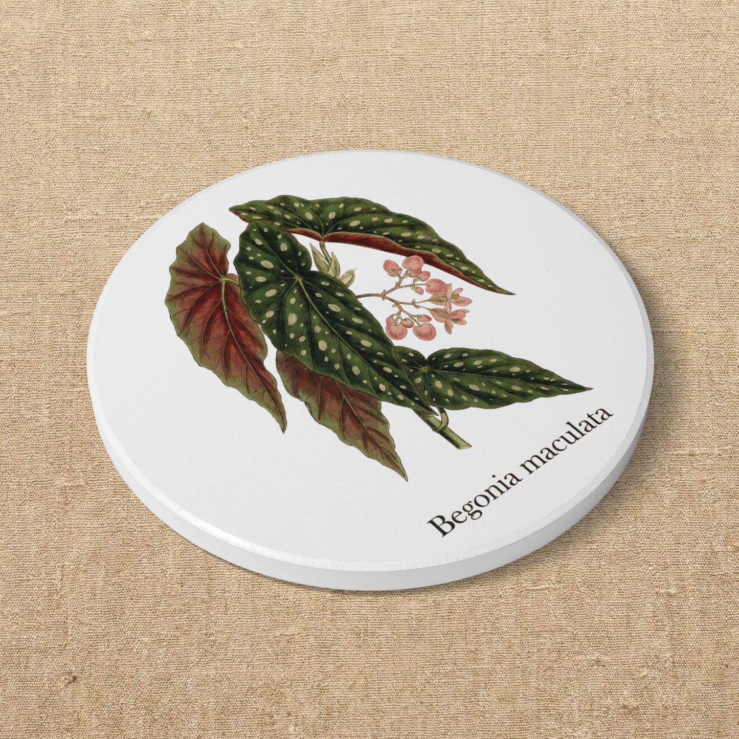 Begonia Maculata Plant Illustration Ceramic Coaster | Botanical Coaster