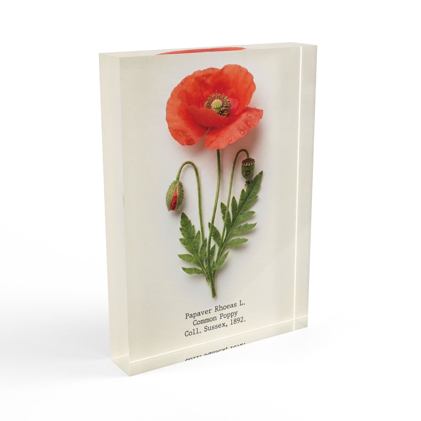 Vintage Red Poppy Illustration Acrylic Photo Block | Botanical Art