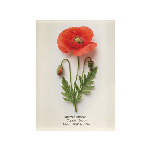 Vintage Red Poppy Illustration Acrylic Photo Block | Botanical Art
