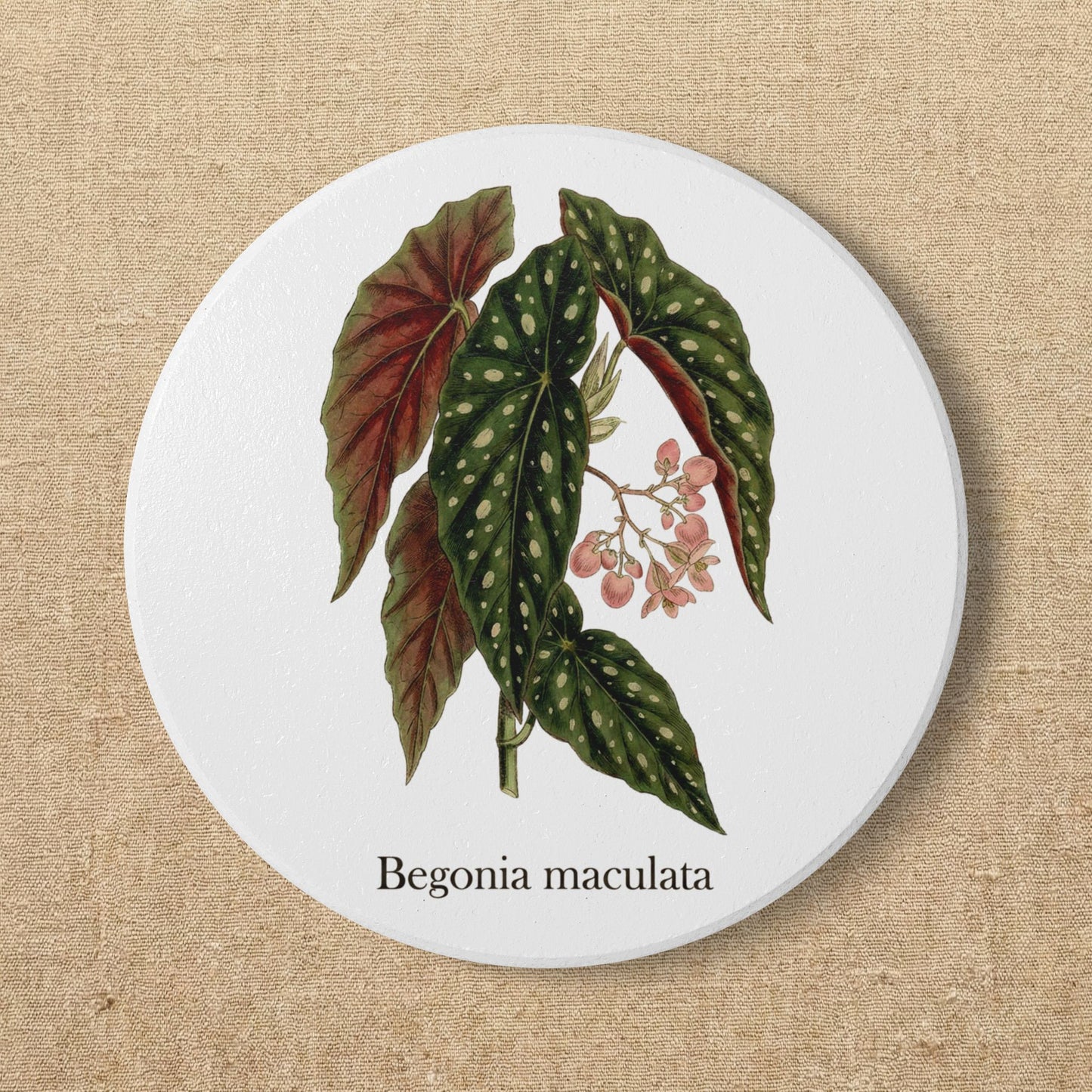 Begonia Maculata Plant Illustration Ceramic Coaster | Botanical Coaster