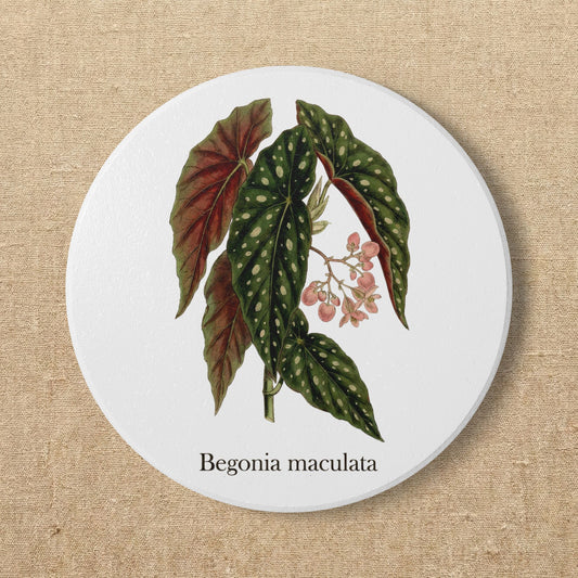 Begonia Maculata Plant Illustration Ceramic Coaster | Botanical Coaster