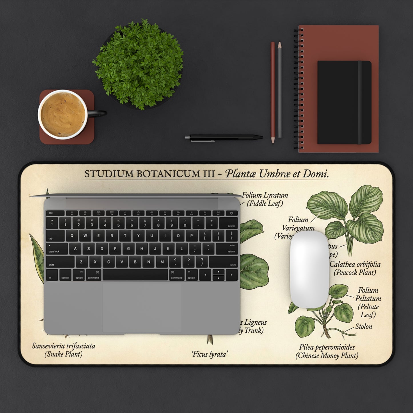 Vintage Botanical Plant Illustration Desk Mat | Calathea | Ficus | Snake Plant | Chinese Money Plant