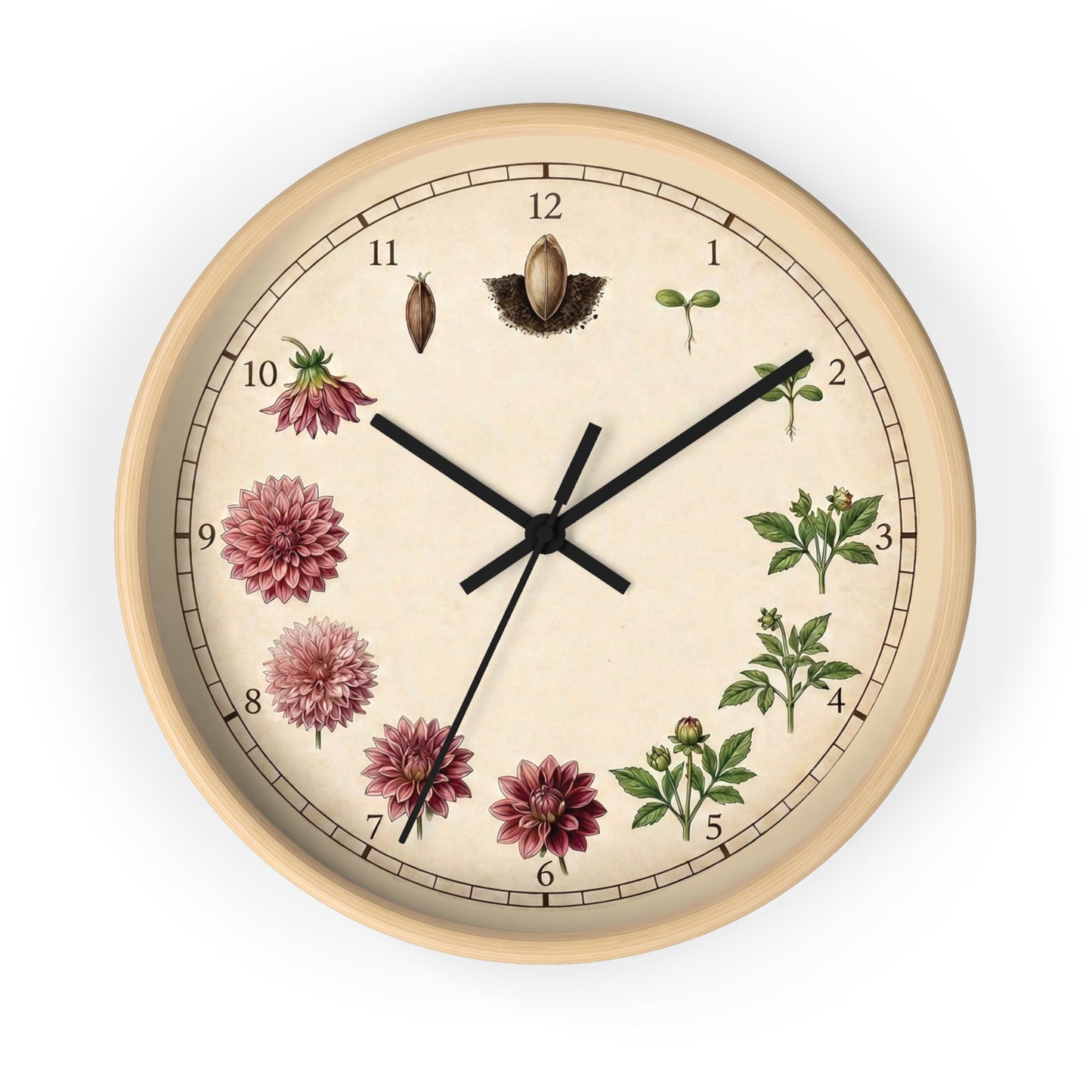 Vintage Botanical Dahlia Clock | Floral Wall Clock, Seed to Bloom Illustration