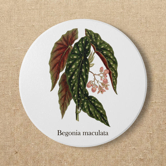 Begonia Maculata Plant Illustration Ceramic Coaster | Botanical Coaster