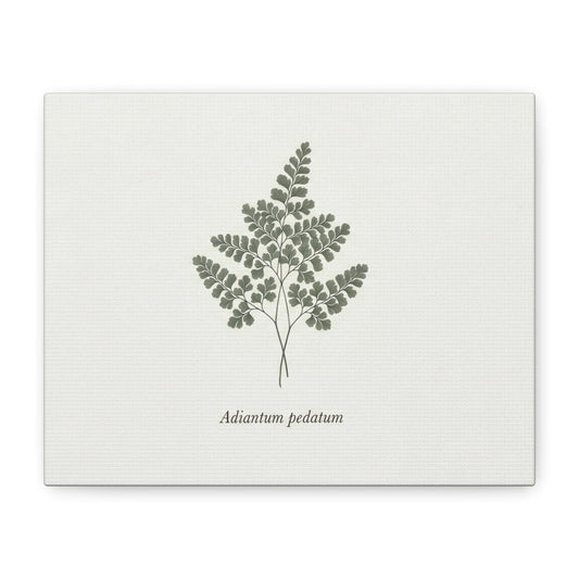 Adiantum pedatum botanical print Canvas